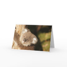 Fête d'anniversaire de douche d'ours Koala mignons