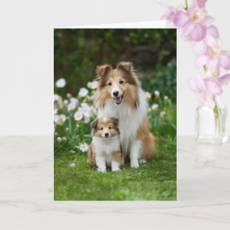 Carte Fête des mères Sheltie maman amour