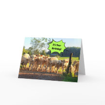 Fête Jusqu'À Ce Que Les Vaches Reviennent À La Mai