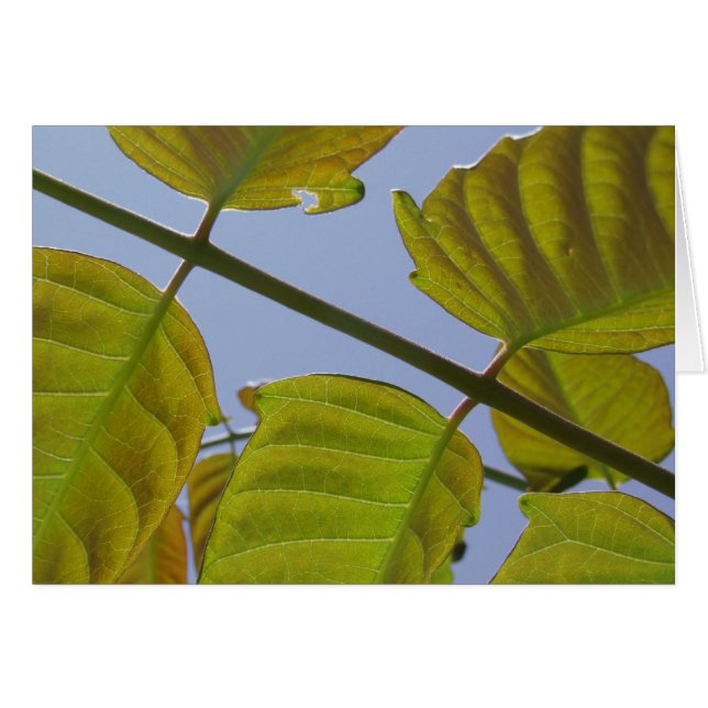 Carte feuille (Devant horizontal)