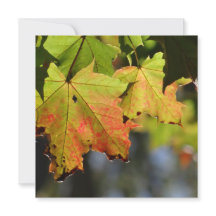 Feuilles de chute colorées