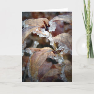 Carte Feuilles d'iccy