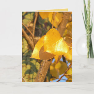 Carte Feuilles qui parlent