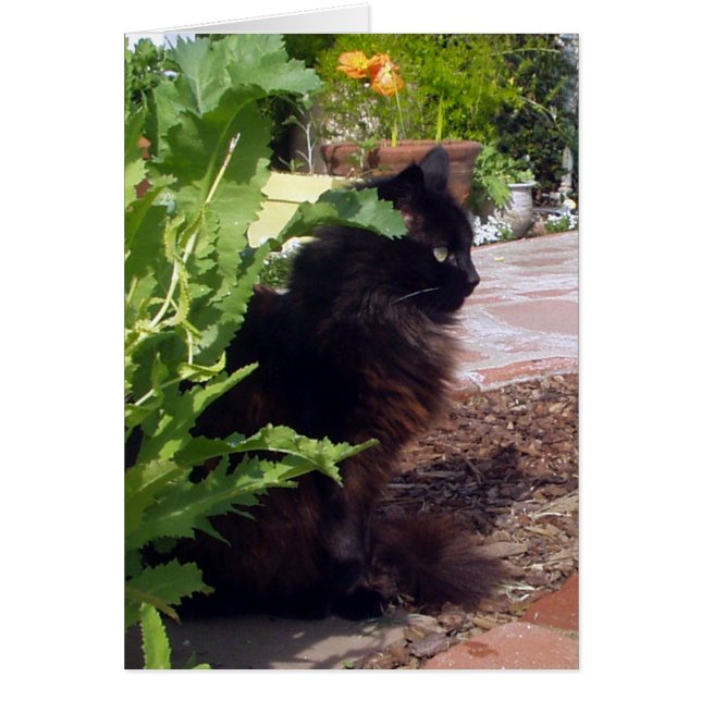 Carte feuillue de Madeleine (Devant)