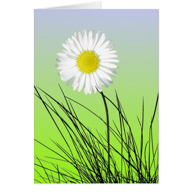 Carte Fier Daisy (Devant)