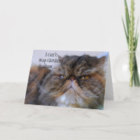 Carte fière de Kitty de Persan de calicot de Merci