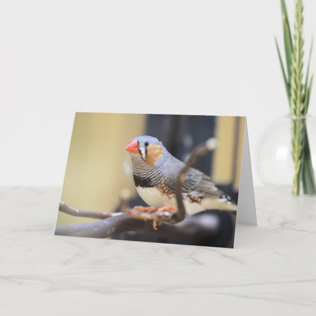 Carte Finch (Devant)