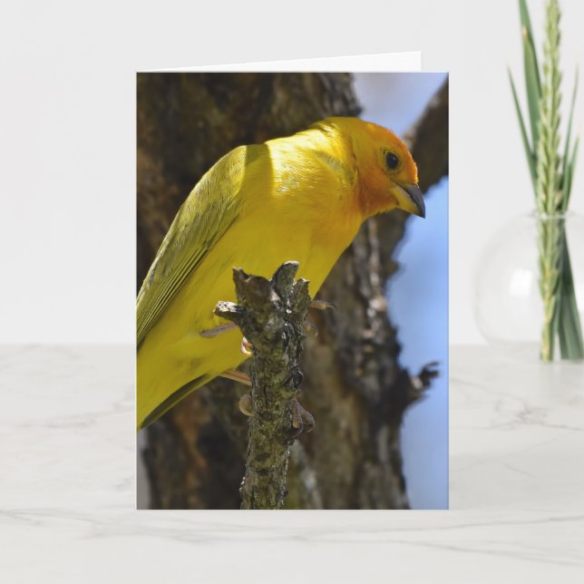 Carte Finch safran jaune (Devant)