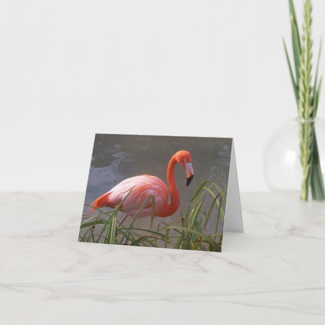 Carte Flamant rose (Devant)