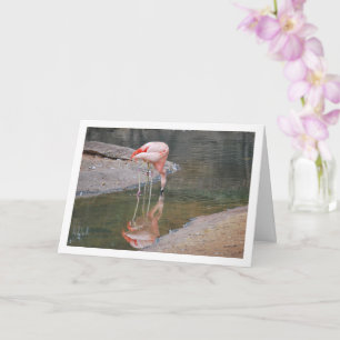Carte Flamant rose rose