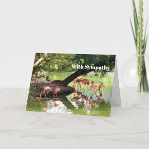 Carte Flamant rose rose Flock Faune Photo Sympathie