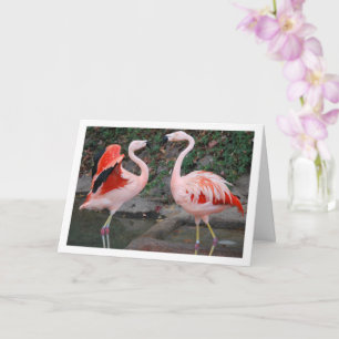Carte Flamants roses roses