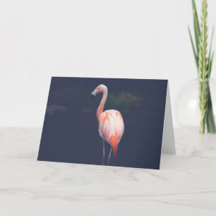 Carte Flamingo At Dusk