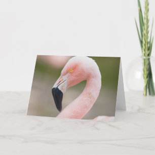 Carte Flamingo Close Up Card