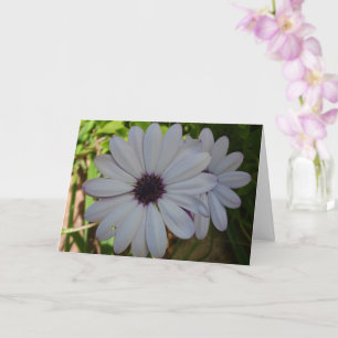 Carte Fleur Blanc Africain Daisy