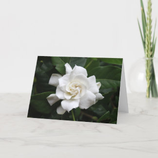 Carte Fleur blanche de gardénia