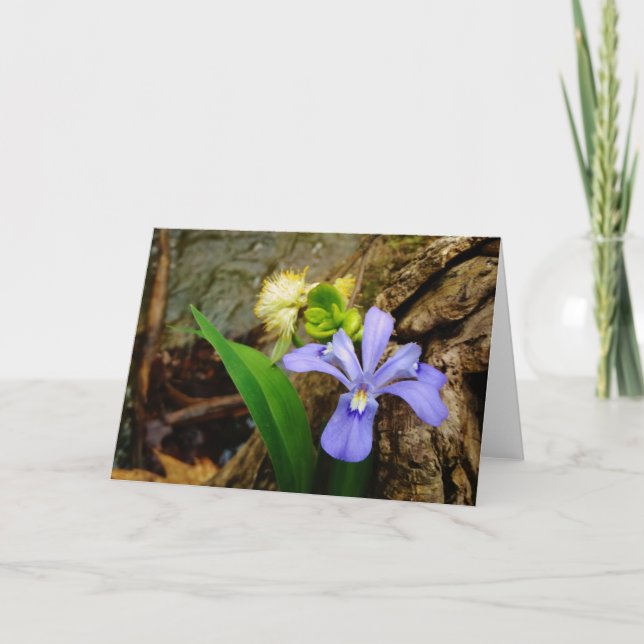 Carte Fleur blanche pourpre bleue crêtée d'iris nain (Devant)
