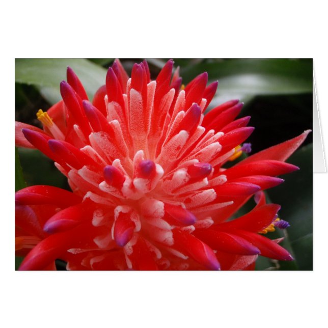 Carte Fleur Bromeliad (Devant horizontal)