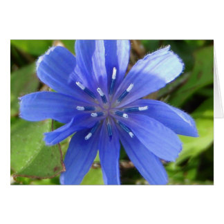 Carte Fleur Chicorée