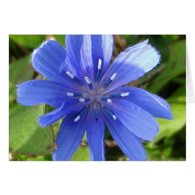 Carte Fleur Chicorée (Devant horizontal)