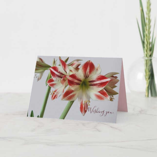 Carte Fleur d'Amaryllis belle & texte personnalisé pour  (Devant)