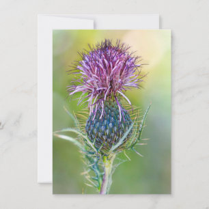 Carte Fleur de chardon