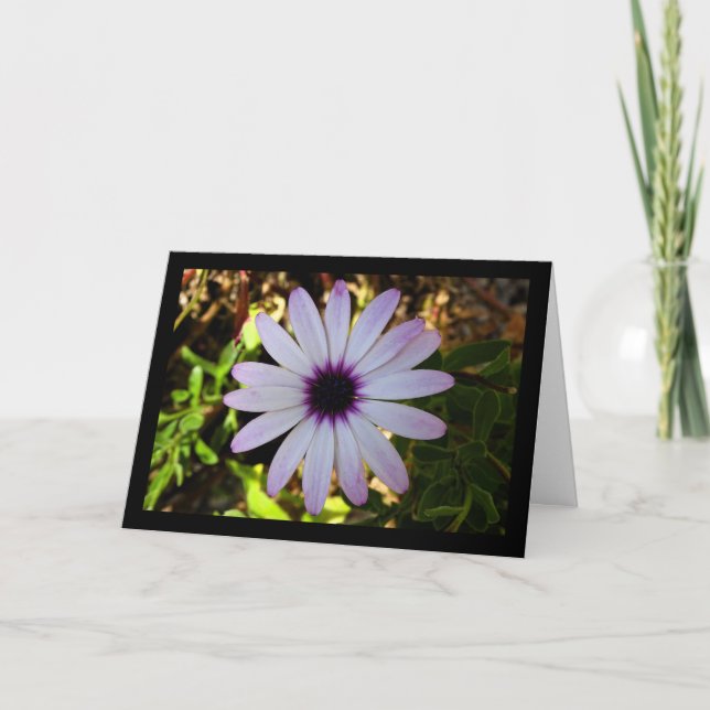 Carte Fleur de Marguerite africaine blanche (Devant)