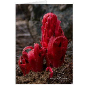 Carte Fleur de Neige