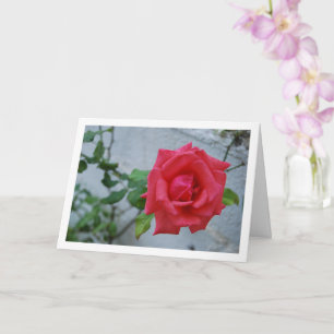 Carte Fleur de rose rose contre mur blanc