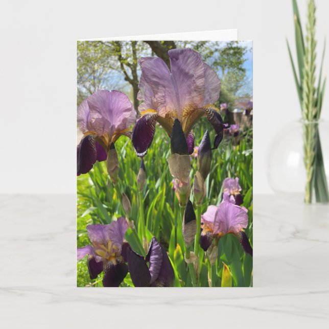 Carte Fleur d'Iris Vierge (Devant)