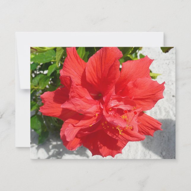 Carte Fleur double hibiscus rouge (Devant)