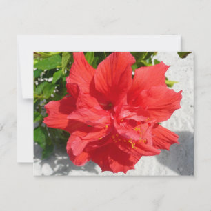Carte Fleur double hibiscus rouge