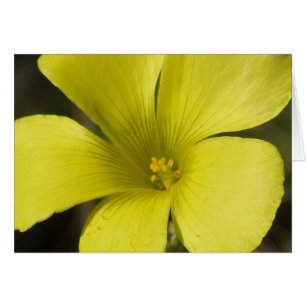 Carte Fleur Jaune