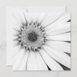 Carte Fleur monochrome de marguerite africaine