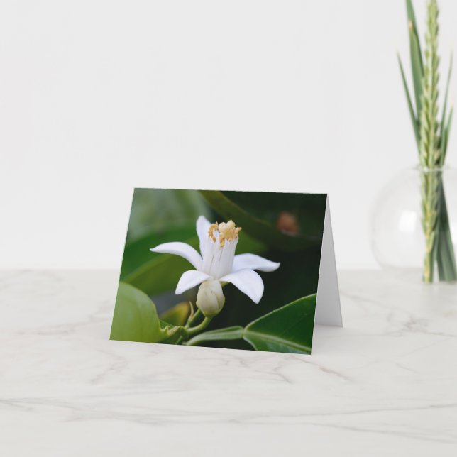 Carte Fleur orange de fleur (Devant)