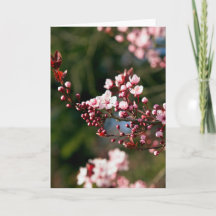 Fleur rose dans la lumière chaude de l'été