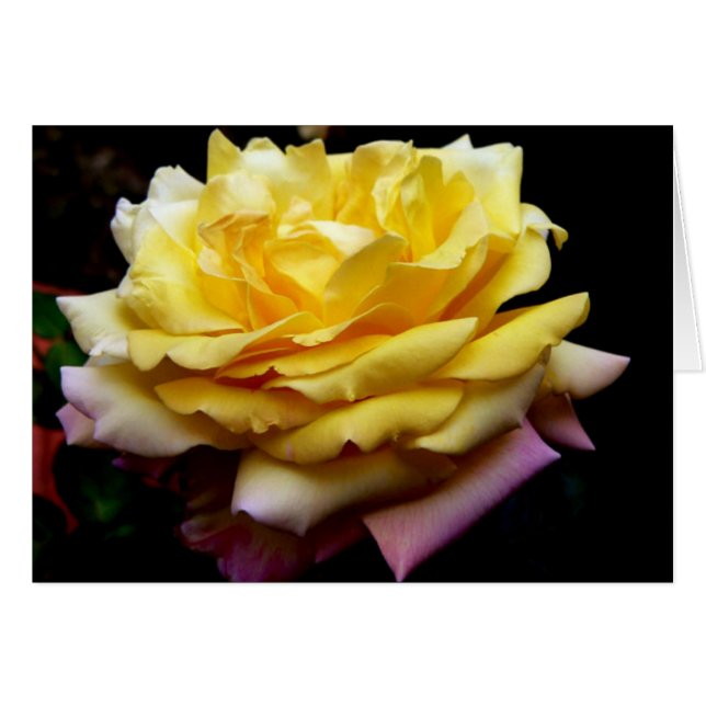 Carte Fleur Rose jaune (Devant horizontal)
