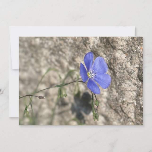 Carte Fleur sauvage (Devant)