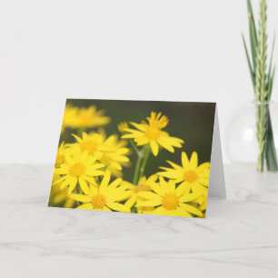 Carte Fleur sauvage du Texas : Le Ragwort doré du début