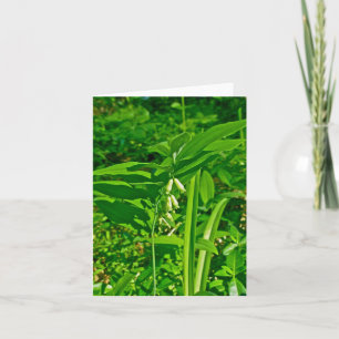 Carte Fleur sauvage Solomon's Seal