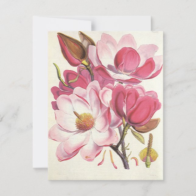Carte Fleur vintage de Magnolia Arbre, Fleurs Roses Du J (Devant)