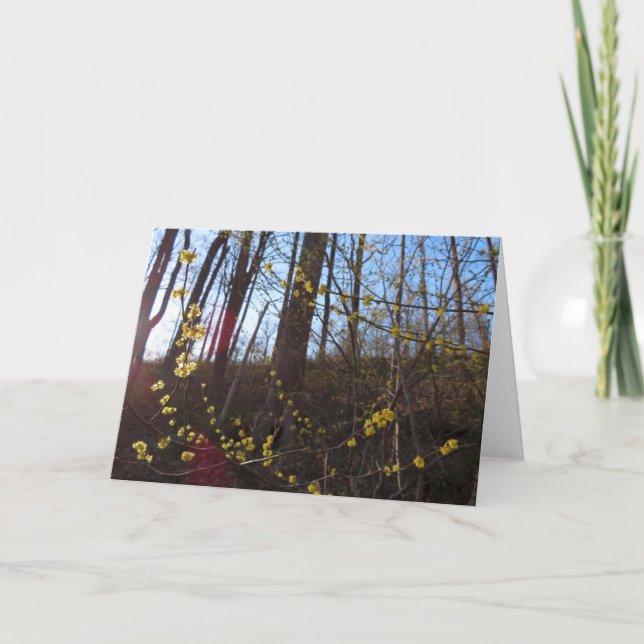 Carte Fleurs à épicéa au printemps (Devant)