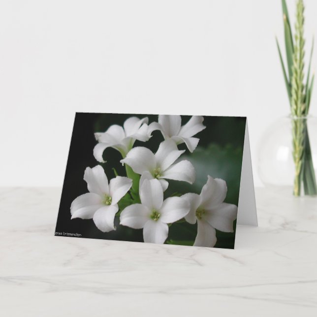 Carte Fleurs blanches (Devant)