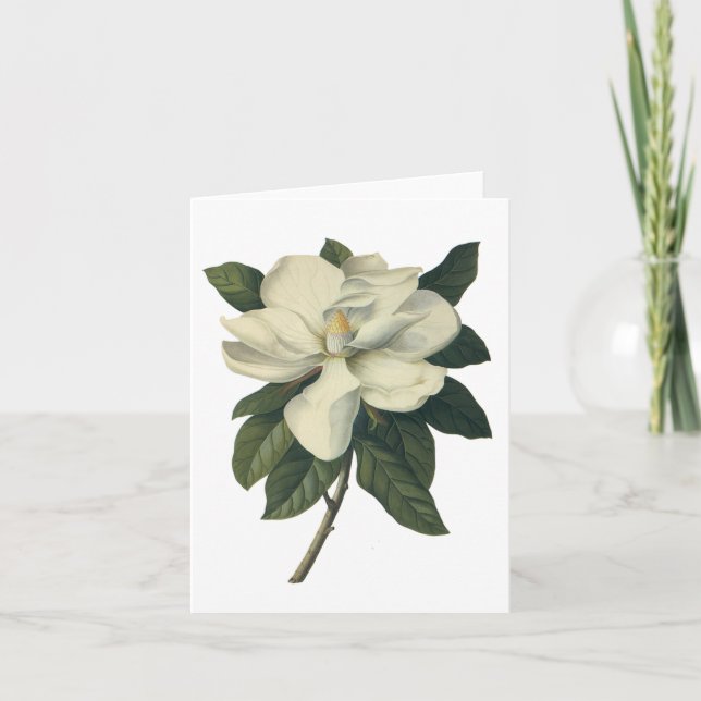 Carte Fleurs blanches de floraison de fleur de magnolia (Devant)