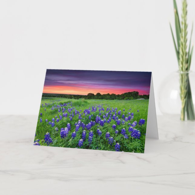 Carte Fleurs | Bluebonnets à Sunset Texas (Devant)