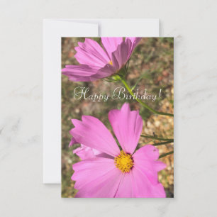 Carte Fleurs Cosmo Roses Eté Jardin Photographie
