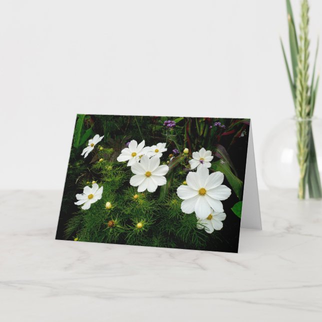 Carte Fleurs Cosmos Blanches (Devant)