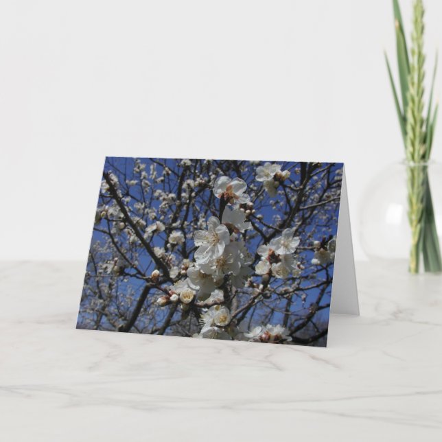 Carte Fleurs d'abricot (Devant)