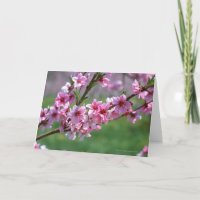 Fleurs d'Apple