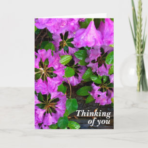 Carte Fleurs d'Azaleas roses, jardin rustique